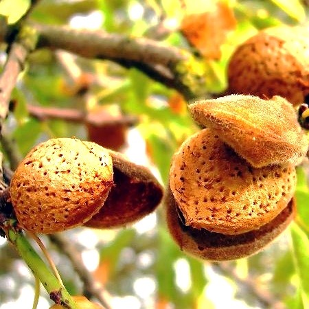 درمان زرد شدن برگ درخت بادام | علت پوک شدن مغز بادام