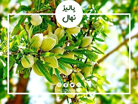 بادام | کیف