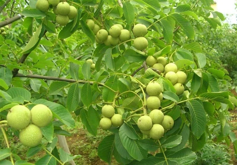 گردو | گلستان