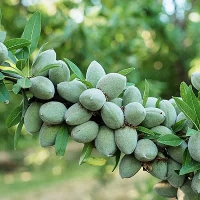 درخت | درخت بادام