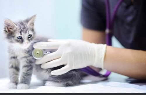 چکاپ منظم حیوانات خانگی | دامپزشک آنلاین رایگان