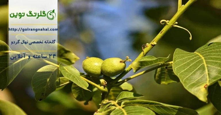 کود سیاه برای درخت گردو