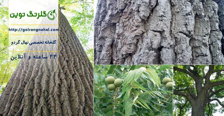 چه موادی باعث خشک شدن درخت گردو میشود | درمان خشک شدن درخت گردو