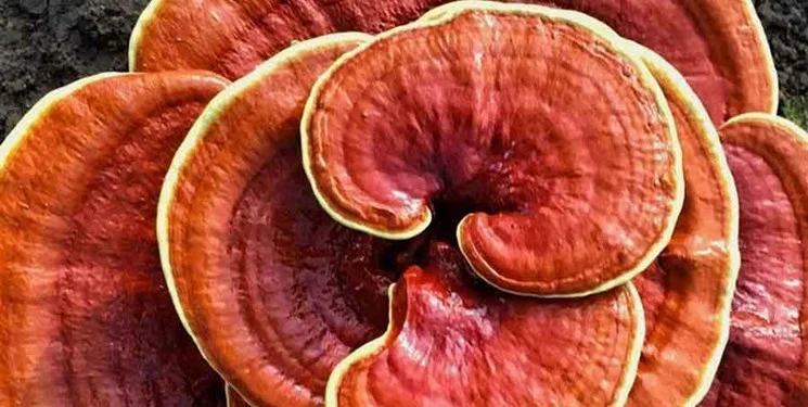 گانودرما