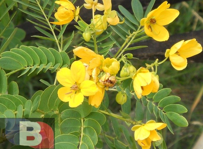 بیماری | بیماری کبد